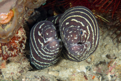 Moray Eels